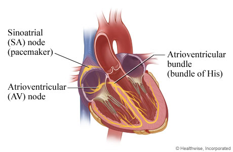 Electrical System of the Heart | HealthLink BC