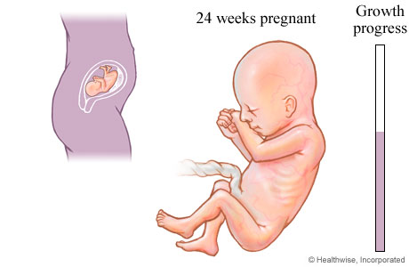 Fetal Development At 24 Weeks Of Pregnancy Healthlink