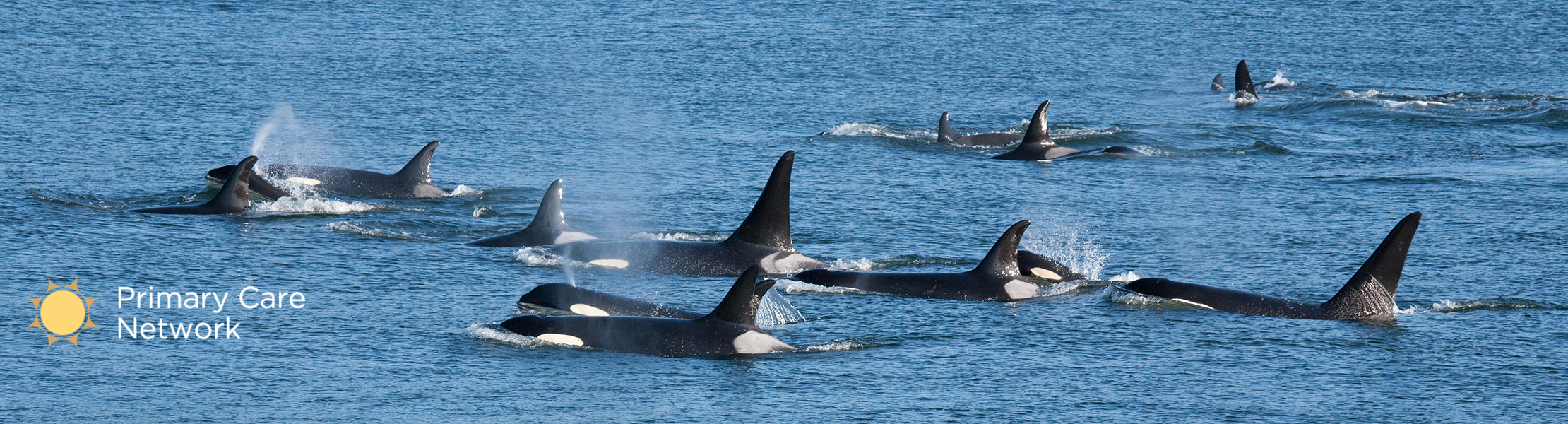 pod of orca whales