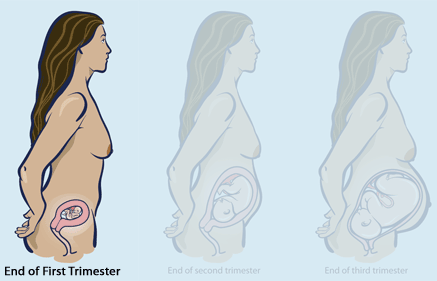First Trimester Changes – My Mother Care