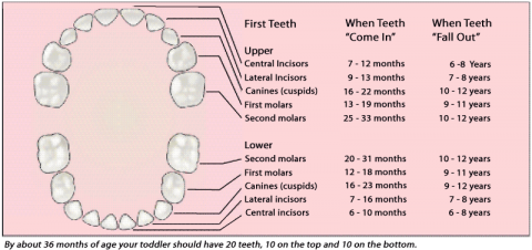 Your toddler's first teeth