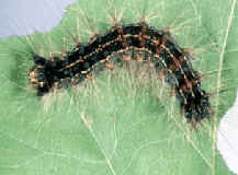 B.C. spray program targets invasive spongy moths on Vancouver