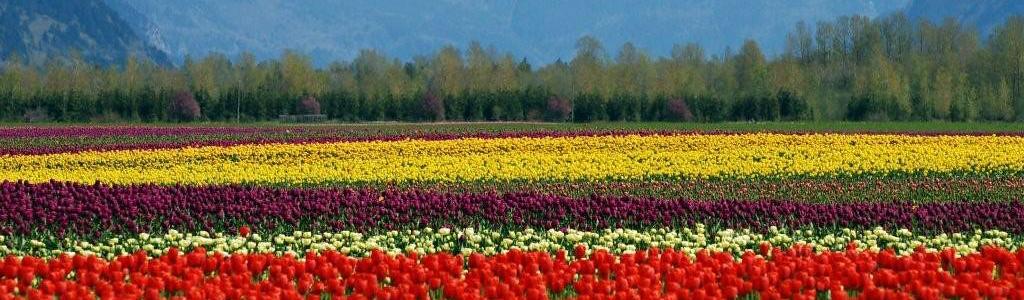 Flower field in the Fraser valley 