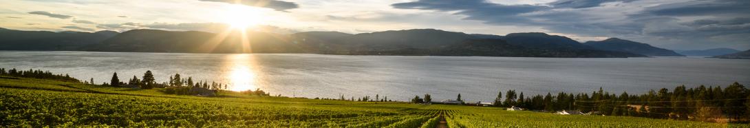 Sun over Kelowna vineyard