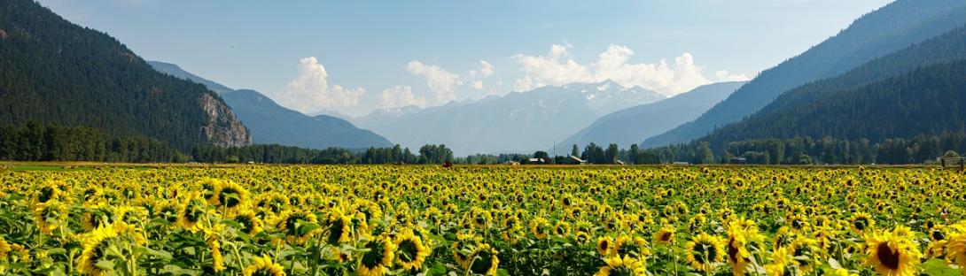 Pemberton sunflower field 